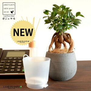 【底面給水】 がじゅまる(幹太)バルーン型 粗削り クレイポット インナーカップ付(黒土) 【ココファイバー・育て方】 多幸の樹 精霊が宿る木 ガジュマル 鉢 鉢植え 植木鉢 陶器 焼物
