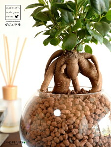 yk͔|z ܂ij{[^ KXe nCh{[ AiA΁j ynChEĕz14S K̎ 삪h KW} KX Ԋ ԕr x[X FCX 