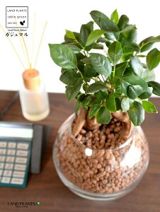 yk͔|z ܂ij{[^ KXe nCh{[ AiA΁j ynChEĕz14S K̎ 삪h KW} KX Ԋ ԕr x[X FCX 