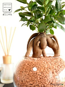 yk͔|z ܂ij{[^ KXe Z~XOj[AilHpyj yZ~XEĕz14S K̎ 삪h KW} KX Ԋ ԕr x[X FCX 