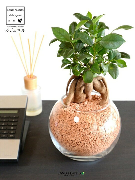 楽天市場】【水耕栽培】 がじゅまる（幹太）ボール型 ガラス容器 