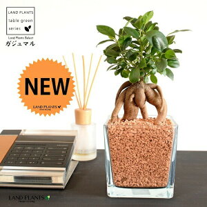 y…kÍ”|z ‚ª‚¶‚ã‚Ü‚éiв‘¾jƒXƒNƒGƒAŒ^ ƒKƒ‰ƒX—eŠí ƒZƒ‰ƒ~ƒXƒOƒ‰ƒjƒ…[A‚¦ilH—p“yj yƒZƒ‰ƒ~ƒXEˆç‚Ä•ûz ‘½K‚ÌŽ÷ ¸—삪h‚é–Ø ƒKƒWƒ…ƒ}ƒ‹ ƒKƒ‰ƒX ‰ÔŠí ‰Ô•r ƒx[ƒX ƒ”ƒFƒCƒX