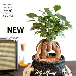 【限定品】 がじゅまる(幹太)マリンロープ付 布製 鉢カバー ネイビー 【セラミス・育て方】 多幸の樹 精霊が宿る木 ガジュマル 鉢 鉢カバー インナービニール 麻 麻袋 濃紺 紺 青 ブルー n