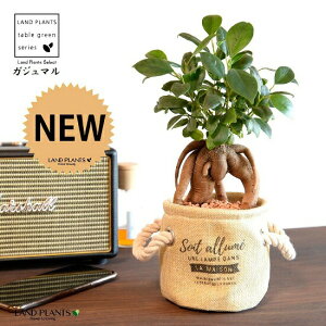 【限定品】 がじゅまる(幹太)マリンロープ付 布製 鉢カバー ベージュ 【セラミス・育て方】 多幸の樹 精霊が宿る木 ガジュマル 鉢 鉢カバー インナービニール 麻 麻袋 砂色 砂 サンド 観