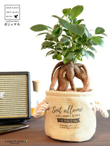 yiz ܂ij}[vt z Jo[ x[W yZ~XEĕz K̎ 삪h KW}  Jo[ Ci[rj[   F  Th 