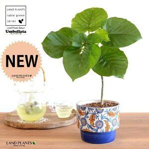 yJo[z Ex[^i1{Ȃj h yCgvg it 픫 u[ ynChEĕz tBJXEx[^  A Aؔ  ĕ c c E_x