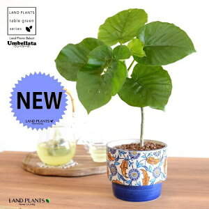 yJo[z Ex[^i1{Ȃj h yCgvg it 픫 u[ ynChEĕz tBJXEx[^  A Aؔ  ĕ c c E_x