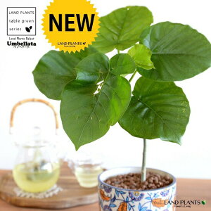 yJo[z Ex[^i1{Ȃj h yCgvg it 픫 u[ ynChEĕz tBJXEx[^  A Aؔ  ĕ c c E_x