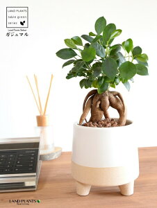 yJo[z ܂ijO lCeBu mg[ |bg MTCY F ynChEĕz K̎ 삪h KW}  A Aؔ  ĕ c c t 