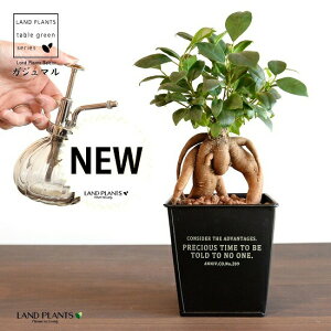 yJo[z KW}ij zCgS F XNGA^ uL|bg STCYynChEĕz K炷 K̎  ܂̖ A  lp  ubN 