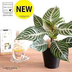 yz AtFhiXNATE_jAj 4 F vX`bN yRRt@Co[zLE{N AtFhXNAT XNAT_jA AtFh_jAc c 