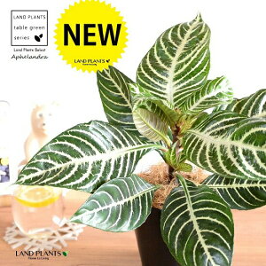 yz AtFhiXNATE_jAj 4 F vX`bN yRRt@Co[zLE{N AtFhXNAT XNAT_jA AtFh_jAc c 