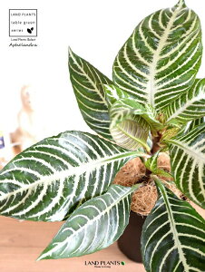 yz AtFhiXNATE_jAj 4 F vX`bN yRRt@Co[zLE{N AtFhXNAT XNAT_jA AtFh_jAc c 