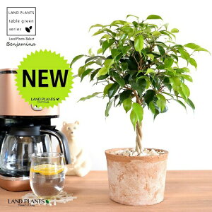 xW~igsA[dāj F X|bg V_[^ 픫 yVRӐ΁EĕzLOn LOn[ gsA[ X^_[hd {[ S S̖ tBJX x