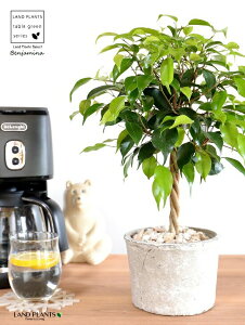 xW~igsA[dāj F X|bg V_[^ 픫 yVRӐ΁EĕzLOn LOn[ gsA[ X^_[hd {[ S S̖ tBJX x