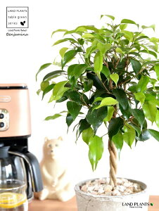 xW~igsA[dāj F X|bg V_[^ 픫 yVRӐ΁EĕzLOn LOn[ gsA[ X^_[hd {[ S S̖ tBJX x