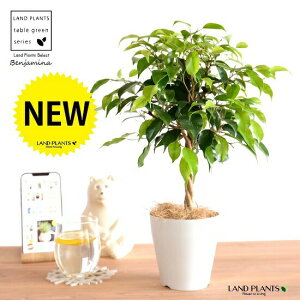 yz xW~igsA[dāj 4 vX`bN F yt@Co[zLOn LOn[ gsA[ X^_[hd {[ S S̖ tBJX x