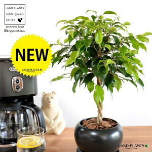 xW~igsA[dāj F  픫 yo[N`bvEMEĕzLOn LOn[ gsA[ X^_[hd {[ S S̖ tBJX xW~