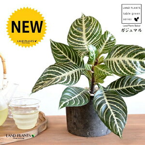 AtFhiXNATE_jAj F X|bg V_[^ 픫 yVRӐ΁zLE{N Lclm}S AtFhXNAT XNAT_jA AtFh_jA