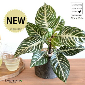 AtFhiXNATE_jAj F X|bg V_[^ 픫 yVRӐ΁zLE{N Lclm}S AtFhXNAT XNAT_jA AtFh_jA