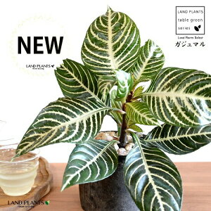 AtFhiXNATE_jAj F X|bg V_[^ 픫 yVRӐ΁zLE{N Lclm}S AtFhXNAT XNAT_jA AtFh_jA