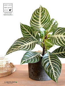 AtFhiXNATE_jAj F X|bg V_[^ 픫 yVRӐ΁zLE{N Lclm}S AtFhXNAT XNAT_jA AtFh_jA