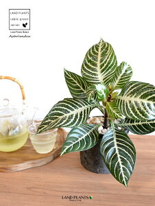 AtFhiXNATE_jAj F X|bg V_[^ 픫 yVRӐ΁zLE{N Lclm}S AtFhXNAT XNAT_jA AtFh_jA