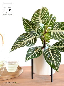 【鉢カバー】 アフェランドラ(スクアロサ・ダニア) アイアンスタンド付き 艶消し 陶器鉢 白色 Sサイズ 【ハイドロ・育て方・穴なし】 キンヨウボク キツネノマゴ アフェランドラスクア