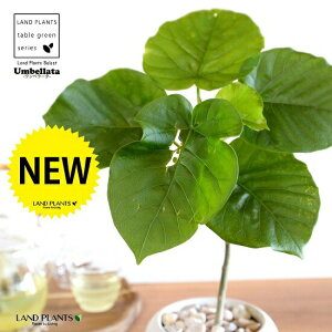 Ex[^i1{ȂjF ی^ 픫 yF΁EMEĕz tBJXEx[^  A Aؔ  ĕ c c E_x[^ Ex[^  zCg  {[ 