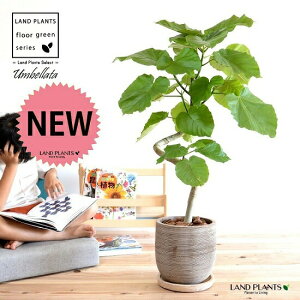 Ex[^i3DJ[uȂj fUC̗ǂ eRb^ Ȗ͗l 픫 yo[N`bvEMEĕz fĂ fĂ A  c c A A  ی` Eh Ȗ͗l 