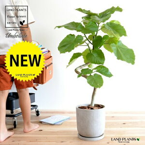 【特注品】 ウンベラータ(3Dカーブ曲がり) デザインの良い セメント製 陶器鉢 【バークチップ・受皿】 観葉 観葉植物 大型 鉢植え 鉢 苗 苗木 植木 鉢植え 室内 グレー 灰色 コンクリート