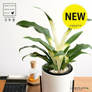 yJo[z NFIgiڂ́j ACAX^ht  픫 F MTCY yVRӐ΁EĕEȂz _Ig Lc ji N ^ ^Abv 