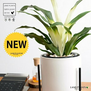 yJo[z NFIgiڂ́j ACAX^ht  픫 F MTCY yVRӐ΁EĕEȂz _Ig Lc ji N ^ ^Abv 