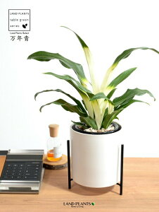 yJo[z NFIgiڂ́j ACAX^ht  픫 F MTCY yVRӐ΁EĕEȂz _Ig Lc ji N ^ ^Abv 