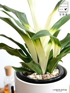 yJo[z NFIgiڂ́j ACAX^ht  픫 F MTCY yVRӐ΁EĕEȂz _Ig Lc ji N ^ ^Abv 