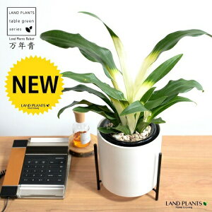 yJo[z NFIgiڂ́j ACAX^ht  픫 F MTCY yVRӐ΁EĕEȂz _Ig Lc ji N ^ ^Abv 