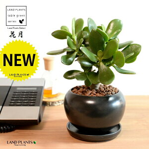 JlmiLiԌFJQcj F  픫ynChEMEĕz NbX |cPA A   ̂Ȃ t`xjxPC gٌc  }bg  