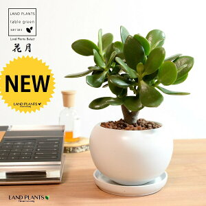 カネノナルキ(花月:カゲツ) 白色 丸型 陶器鉢 【ハイドロ・受皿】白 ホワイト クラッスラ ポルツラケア 多肉植物 多肉質 多肉 金のなる木 フチベニベンケイ 縁紅弁慶 成金草 鉢 植木鉢