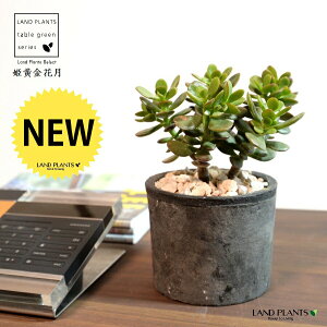 yz JlmiLiPԌFqIESJQcj F X|bg V_[^ 픫 yVRӐ΁Eĕz NbX |cPA A   ̂Ȃ t`