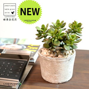 yz JlmiLiPԌFqIESJQcj F X|bg V_[^ 픫 yVRӐ΁Eĕz NbX |cPA A   ̂Ȃ t`