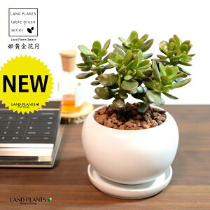 yz JlmiLiPԌFqIESJQcj F ی^ 픫 yVRӐ΁EMEĕz NbX |cPA A   ̂Ȃ t`xjxPC 