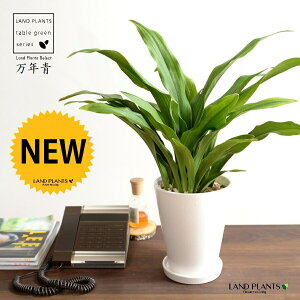 万年青:オモト(有田:宗石) 白色 スリム型 トール陶器鉢 【植木鉢変更 ※トール→ラウンドで納品】 【天然砕石・受皿・育て方】 モダンオモト 有田おもと 万年青 おもと スズラン 吉草
