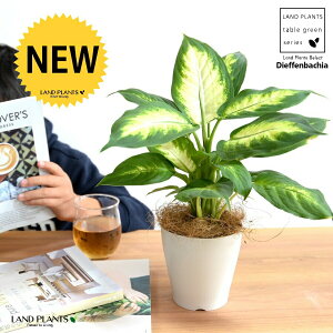 yz fBtFoLAiJ~[j 4 vX`bN F yRRt@Co[z zCg fwoLA fwJ~[ fBtFoLAJ~[ v vX`bN ϗtA