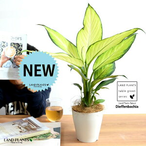 yz fBtFoLAitBW[j 4 vX`bN F yRRt@Co[z zCg fwoLA fwRtBW[ fBtFoLAtBW[ v vX`bN ϗt