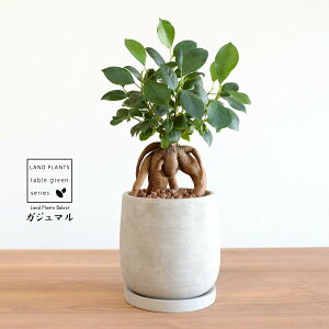 KW}ij Zg hbv^ 픫 STCY ynCh{[EMz ܂̖ ܂ K炷 K̎  A  ۔  RN[g O[ 