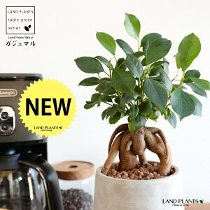 KW}ij Zg hbv^ 픫 STCY ynCh{[EMz ܂̖ ܂ K炷 K̎  A  ۔  RN[g O[ 