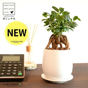 KW}ij Fhbv^ 픫 STCY ynCh{[EMzKW} K炷 K̎  ܂̖ A  ۔ Eh zCg  }bg 