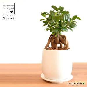 KW}ij Fhbv^ 픫 STCY ynCh{[EMzKW} K炷 K̎  ܂̖ A  ۔ Eh zCg  }bg 