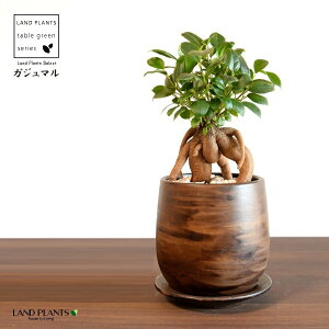 KW}ij Ebh yCg픫 STCY yVRӐ΁EMz ܂̖ KW} K炷 K̎  A  ۔  uE F   EH[