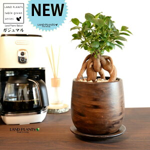 KW}ij Ebh yCg픫 STCY yVRӐ΁EMz ܂̖ KW} K炷 K̎  A  ۔  uE F   EH[